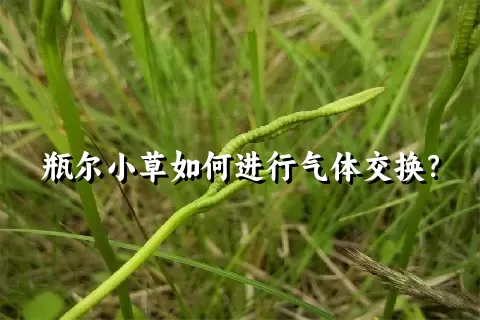 瓶尔小草如何进行气体交换？