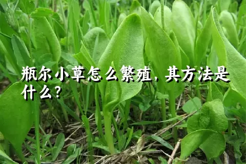 瓶尔小草怎么繁殖，其方法是什么？