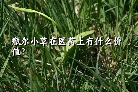 瓶尔小草在医药上有什么价值？