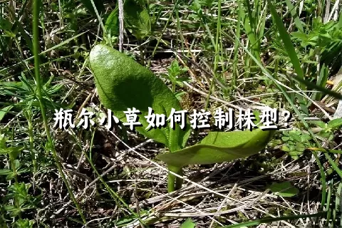 瓶尔小草如何控制株型？