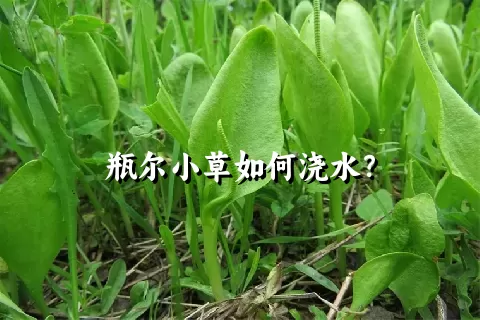 瓶尔小草如何浇水？