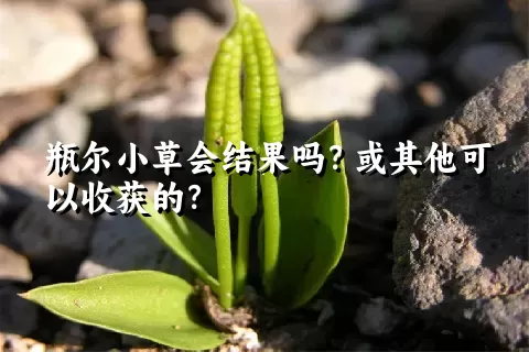 瓶尔小草会结果吗？或其他可以收获的？