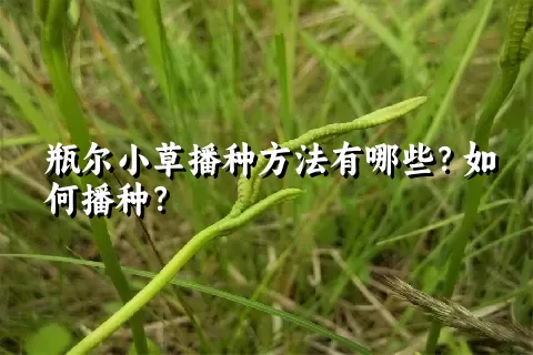 瓶尔小草播种方法有哪些？如何播种？