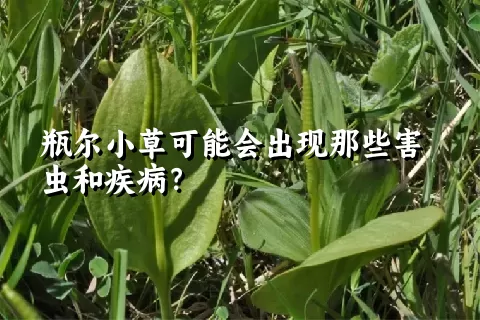 瓶尔小草可能会出现那些害虫和疾病？