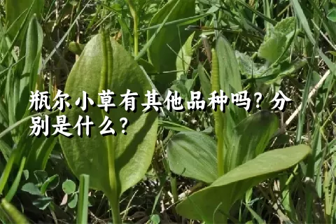 瓶尔小草有其他品种吗？分别是什么？