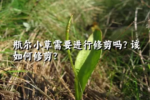 瓶尔小草需要进行修剪吗？该如何修剪？