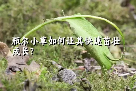 瓶尔小草如何让其快速茁壮成长？