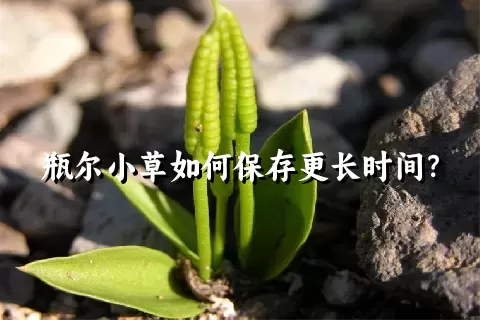 瓶尔小草如何保存更长时间？