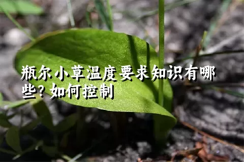 瓶尔小草温度要求知识有哪些？如何控制