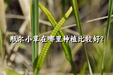 瓶尔小草在哪里种植比较好？