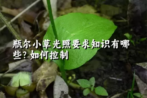 瓶尔小草光照要求知识有哪些？如何控制