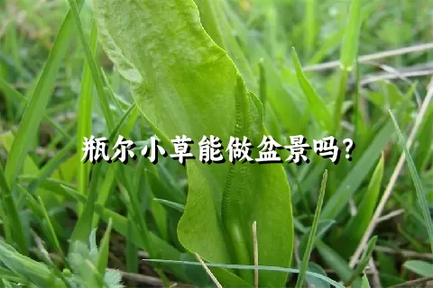 瓶尔小草能做盆景吗？