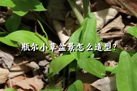 瓶尔小草盆景怎么造型？