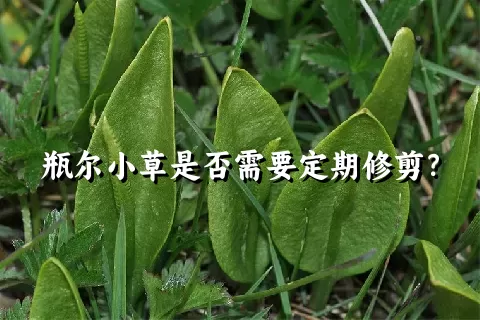 瓶尔小草是否需要定期修剪？