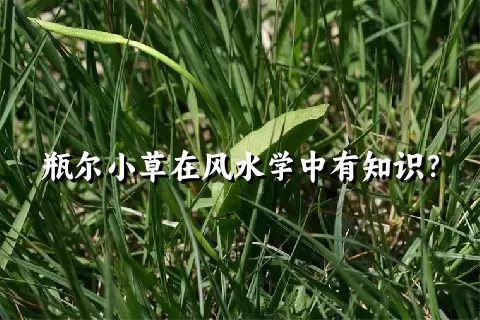 瓶尔小草在风水学中有知识？