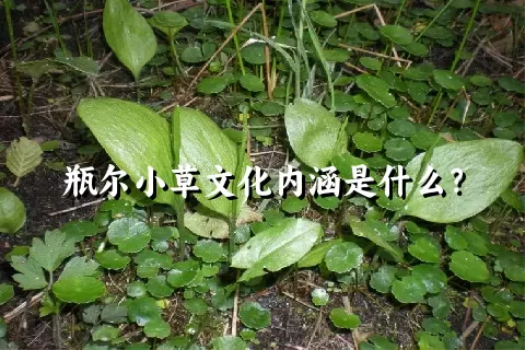 瓶尔小草文化内涵是什么？