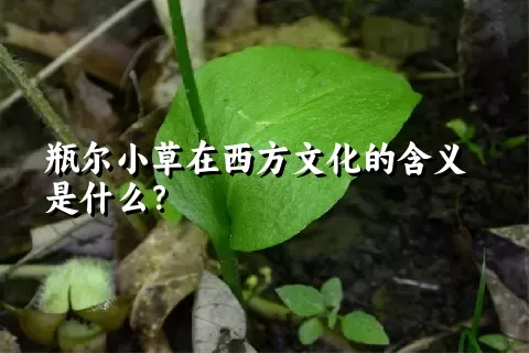 瓶尔小草在西方文化的含义是什么？