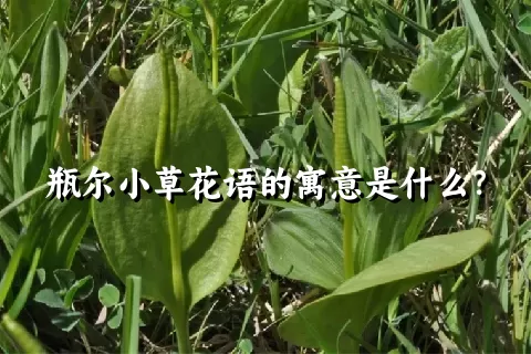 瓶尔小草花语的寓意是什么？