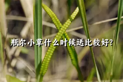 瓶尔小草什么时候送比较好？