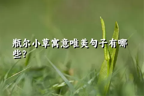 瓶尔小草寓意唯美句子有哪些？