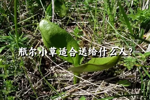 瓶尔小草适合送给什么人？