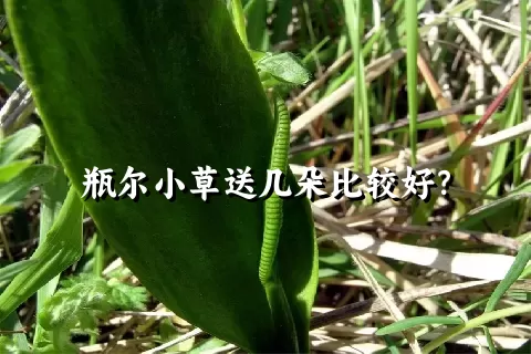 瓶尔小草送几朵比较好？