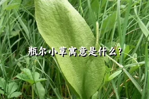 瓶尔小草寓意是什么？