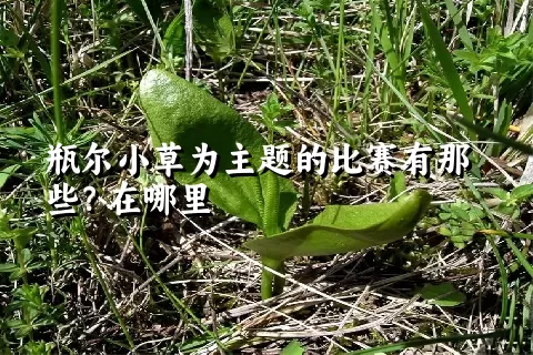 瓶尔小草为主题的比赛有那些？在哪里