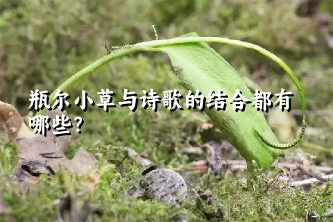 瓶尔小草与诗歌的结合都有哪些？