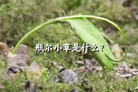 瓶尔小草是什么？