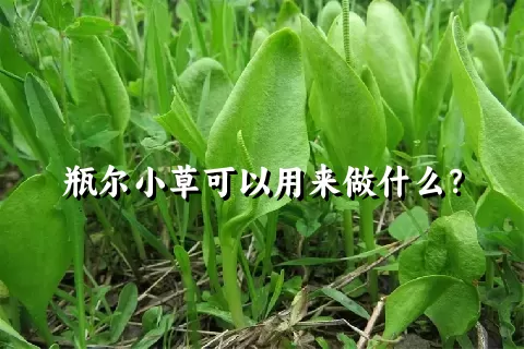 瓶尔小草可以用来做什么？