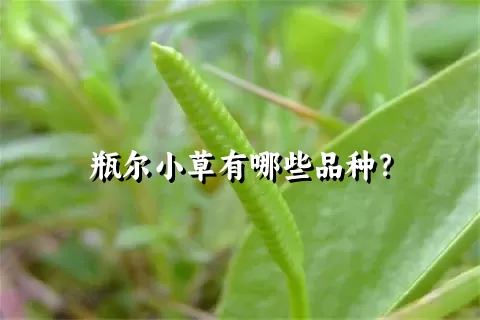 瓶尔小草有哪些品种？