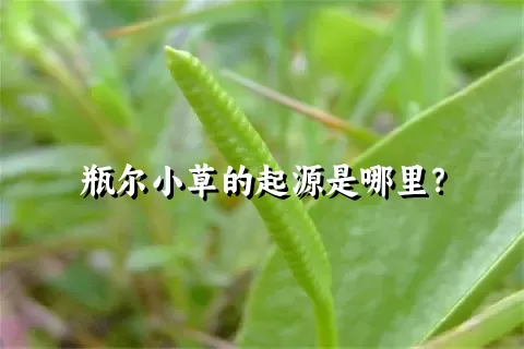 瓶尔小草的起源是哪里？