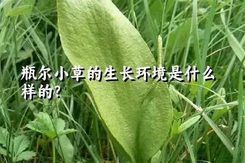 瓶尔小草的生长环境是什么样的？