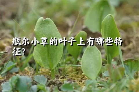 瓶尔小草的叶子上有哪些特征？