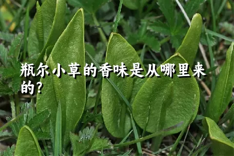 瓶尔小草的香味是从哪里来的？