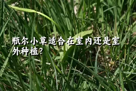 瓶尔小草适合在室内还是室外种植？