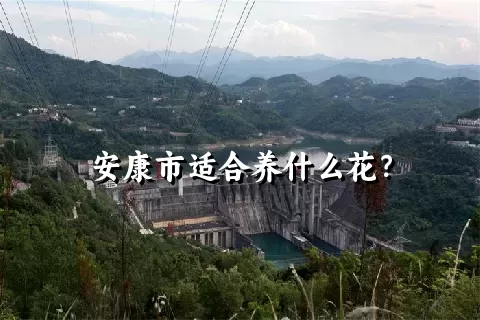 安康市适合养什么花？