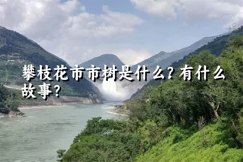 攀枝花市市树是什么？有什么故事？