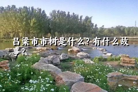 吕梁市市树是什么？有什么故事？