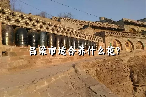 吕梁市适合养什么花？