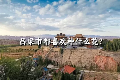 吕梁市都喜欢种什么花？