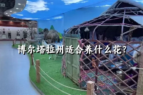 博尔塔拉州适合养什么花？