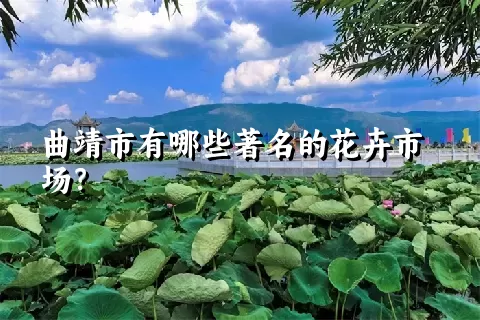 曲靖市有哪些著名的花卉市场？