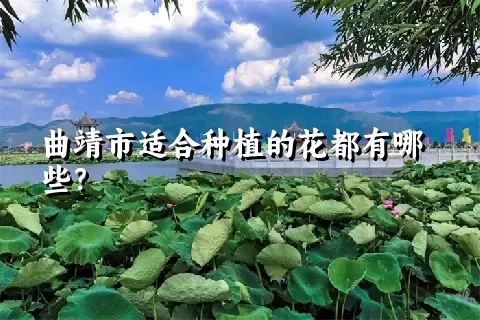 曲靖市适合种植的花都有哪些？