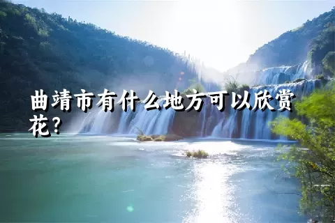 曲靖市有什么地方可以欣赏花？