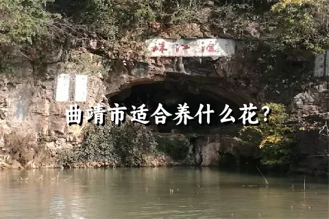 曲靖市适合养什么花？