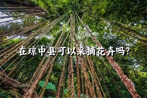 在琼中县可以采摘花卉吗？