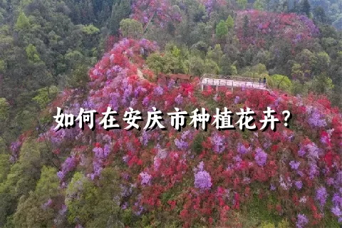 如何在安庆市种植花卉？