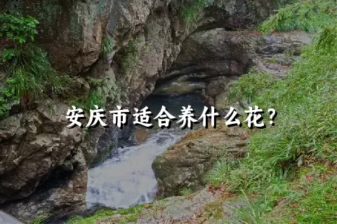 安庆市适合养什么花？